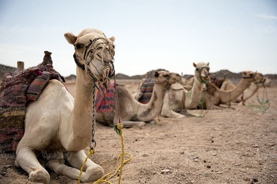 شتر کاروان  حیوان بار کش