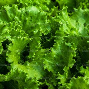 سبزیجات سیفی جات سبزی فروشی