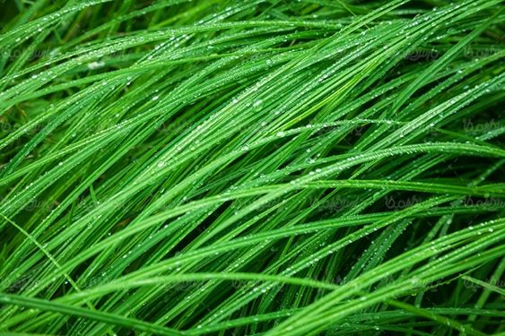 سبزی سبزی فروشی تره