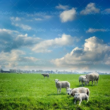 بره گوسفند قصابی بره پروار