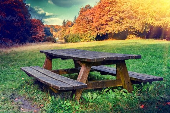 درختان تنومند پاییز برگ زرد درخت