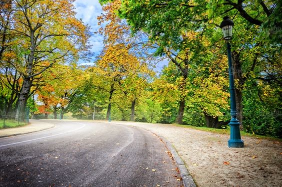 درختان تنومند پاییز برگ زرد درخت