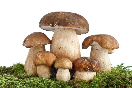 قارچ میوه فروشی سوپر میوه پرورش قارچ