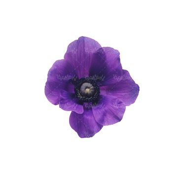شاخه گل گلفروشی گالری گل و گیاه