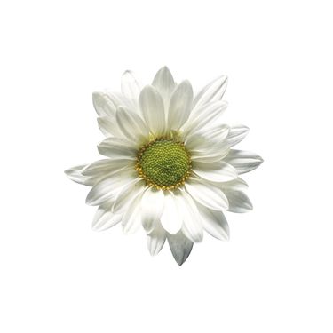 شاخه گل گلفروشی گالری گل و گیاه