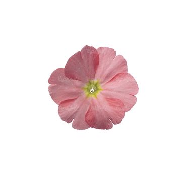 شاخه گل گلفروشی گالری گل و گیاه