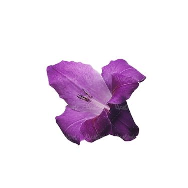 شاخه گل گلفروشی گالری گل و گیاه