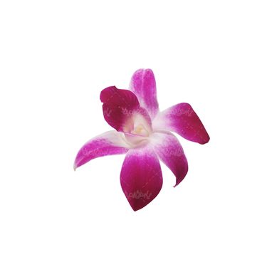 شاخه گل گلفروشی گالری گل و گیاه