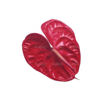 شاخه گل گلفروشی گالری گل و گیاه