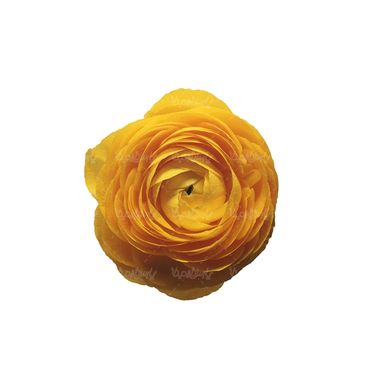 شاخه گل گلفروشی گالری گل و گیاه