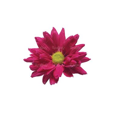شاخه گل گلفروشی گالری گل و گیاه