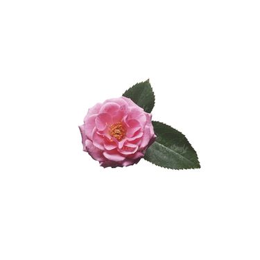 شاخه گل گلفروشی گالری گل و گیاه