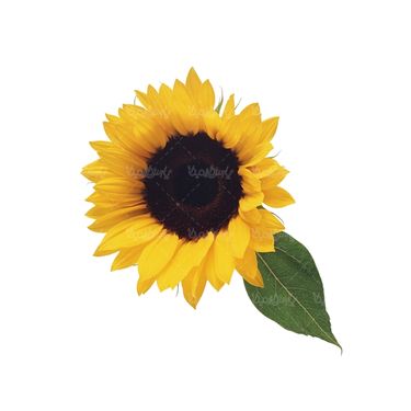 شاخه گل گلفروشی گالری گل و گیاه