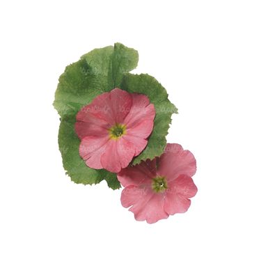 شاخه گل گلفروشی گالری گل و گیاه