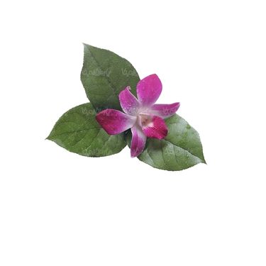 شاخه گل گلفروشی گالری گل و گیاه