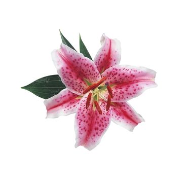 شاخه گل گلفروشی گالری گل و گیاه