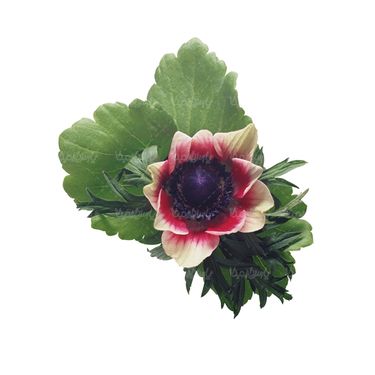 شاخه گل گلفروشی گالری گل و گیاه