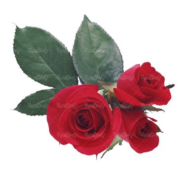 شاخه گل گلفروشی گالری گل و گیاه