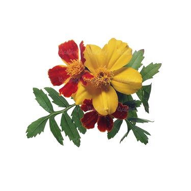 شاخه گل گلفروشی گالری گل و گیاه