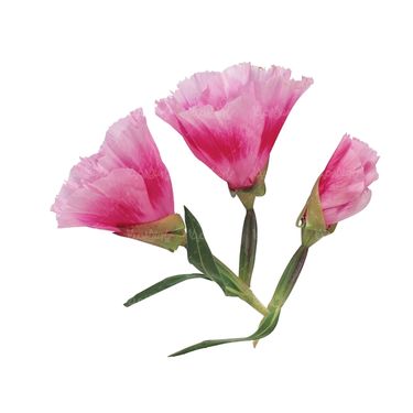شاخه گل گلفروشی گالری گل و گیاه