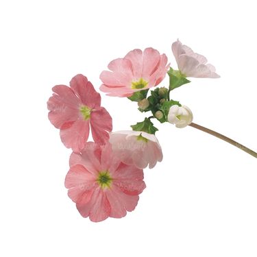 شاخه گل گلفروشی گالری گل و گیاه