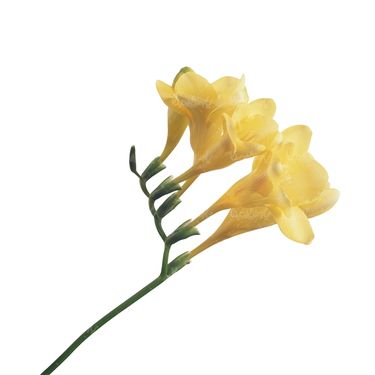 شاخه گل گلفروشی گالری گل و گیاه