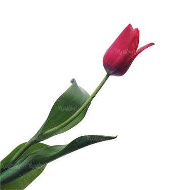 شاخه گل گلفروشی گالری گل و گیاه