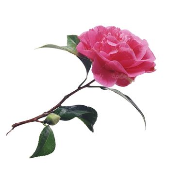 شاخه گل گلفروشی گالری گل و گیاه