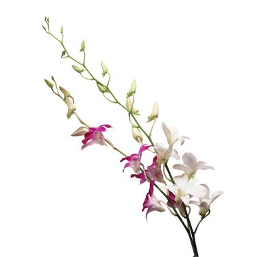 شاخه گل گلفروشی گالری گل و گیاه