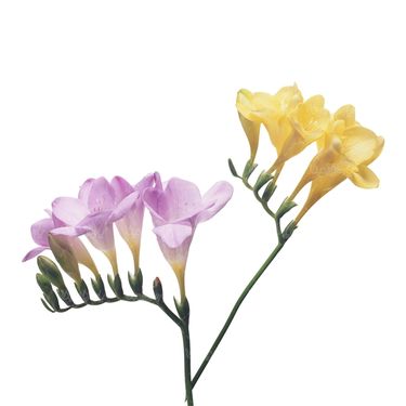 شاخه گل گلفروشی گالری گل و گیاه