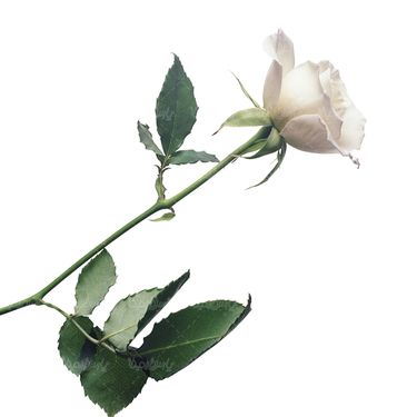 شاخه گل گلفروشی گالری گل و گیاه