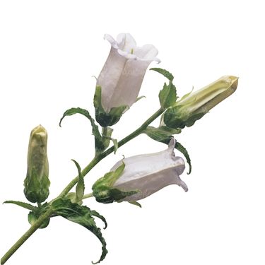 شاخه گل گلفروشی گالری گل و گیاه