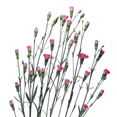 شاخه گل گلفروشی گالری گل و گیاه