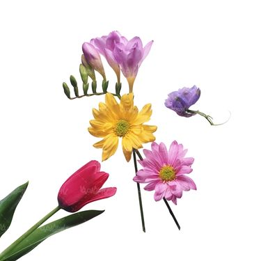 شاخه گل گلفروشی گالری گل و گیاه