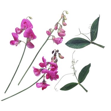 شاخه گل گلفروشی گالری گل و گیاه