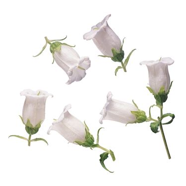 شاخه گل گلفروشی گالری گل و گیاه