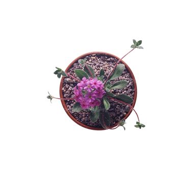 شاخه گل گلفروشی گالری گل و گیاه