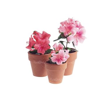 شاخه گل گلفروشی گالری گل و گیاه