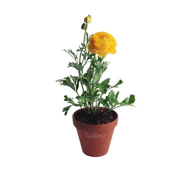 شاخه گل گلفروشی گالری گل و گیاه