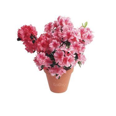 شاخه گل گلفروشی گالری گل و گیاه