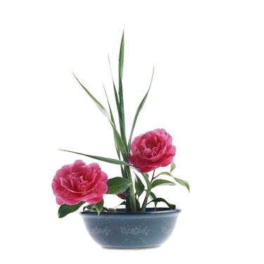 شاخه گل گلفروشی گالری گل و گیاه