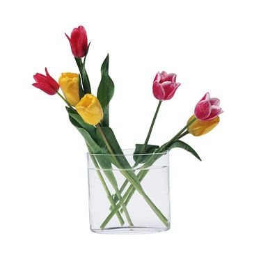 شاخه گل گلفروشی گالری گل و گیاه