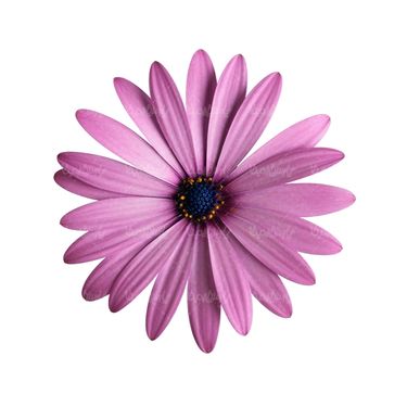 شاخه گل گلفروشی گالری گل و گیاه