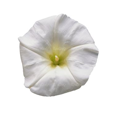 شاخه گل گلفروشی گالری گل و گیاه
