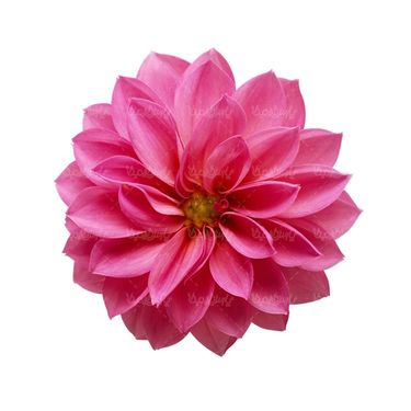 شاخه گل گلفروشی گالری گل و گیاه