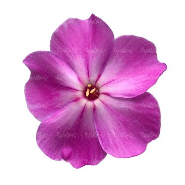 شاخه گل گلفروشی گالری گل و گیاه