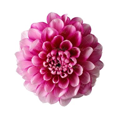 شاخه گل گلفروشی گالری گل و گیاه