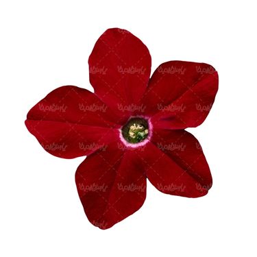 شاخه گل گلفروشی گالری گل و گیاه