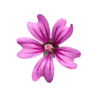 شاخه گل گلفروشی گالری گل و گیاه