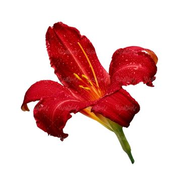 شاخه گل گلفروشی گالری گل و گیاه